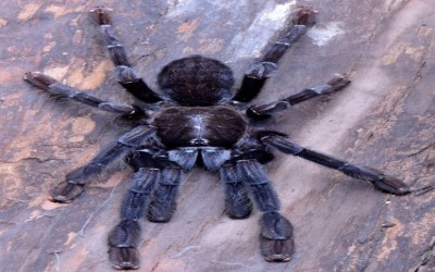 Phormingochilus arboricola (ex Borneo Black) Possibly Female Tarantula